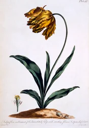Tulpe mit nickender Blüte und speerförmigen Blättern (Papageientulpe), Illustration aus „The British Herbalist“, veröffentlicht im März 1770